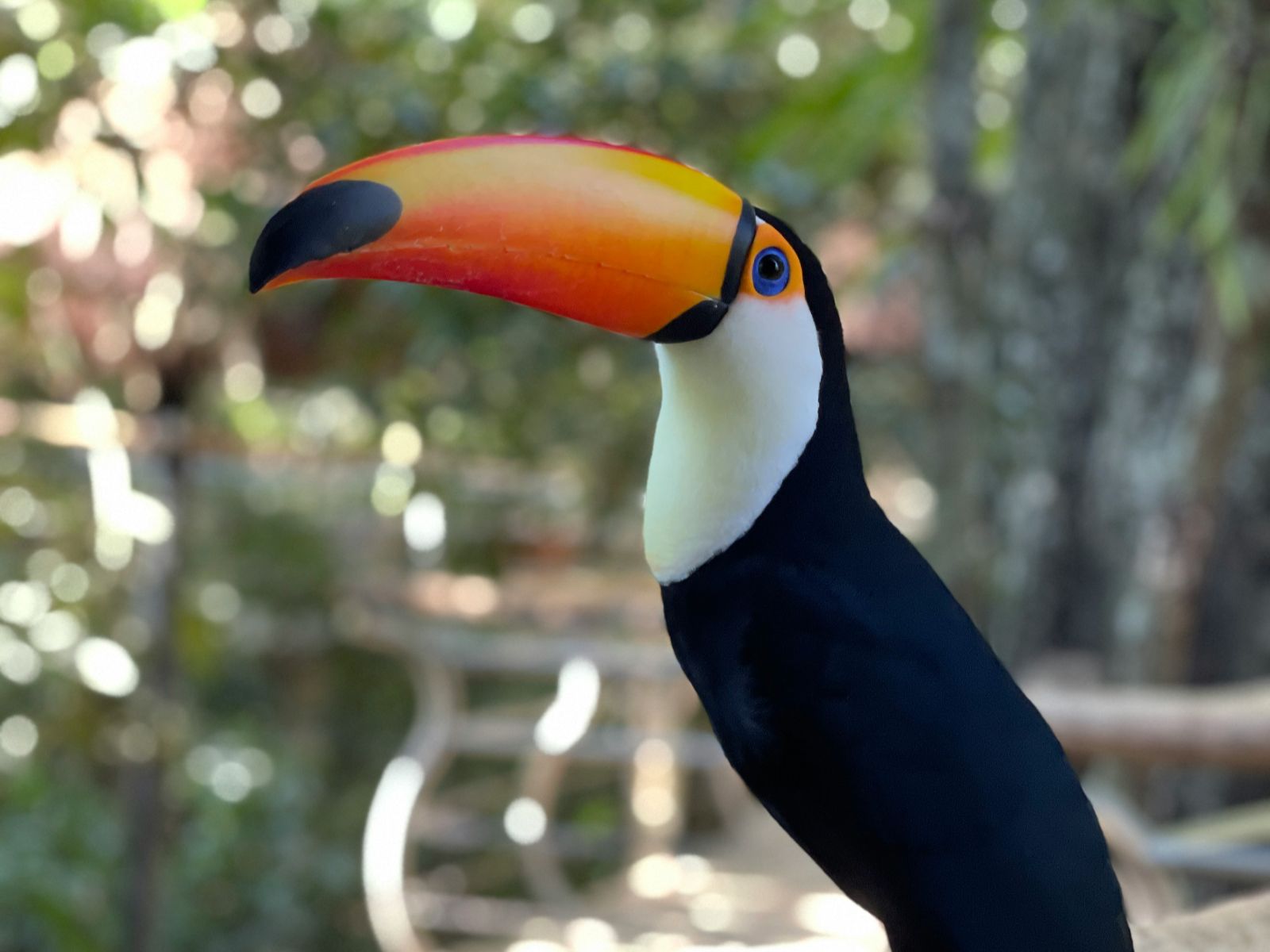 Rondreis Argentinië, Iguazu, excursie vogelpark Parque das Aves, toekan