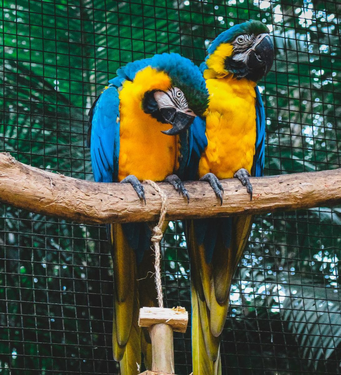 Rondreis Argentinië, Iguazu, excursie vogelpark Parque das Aves, twee ara's