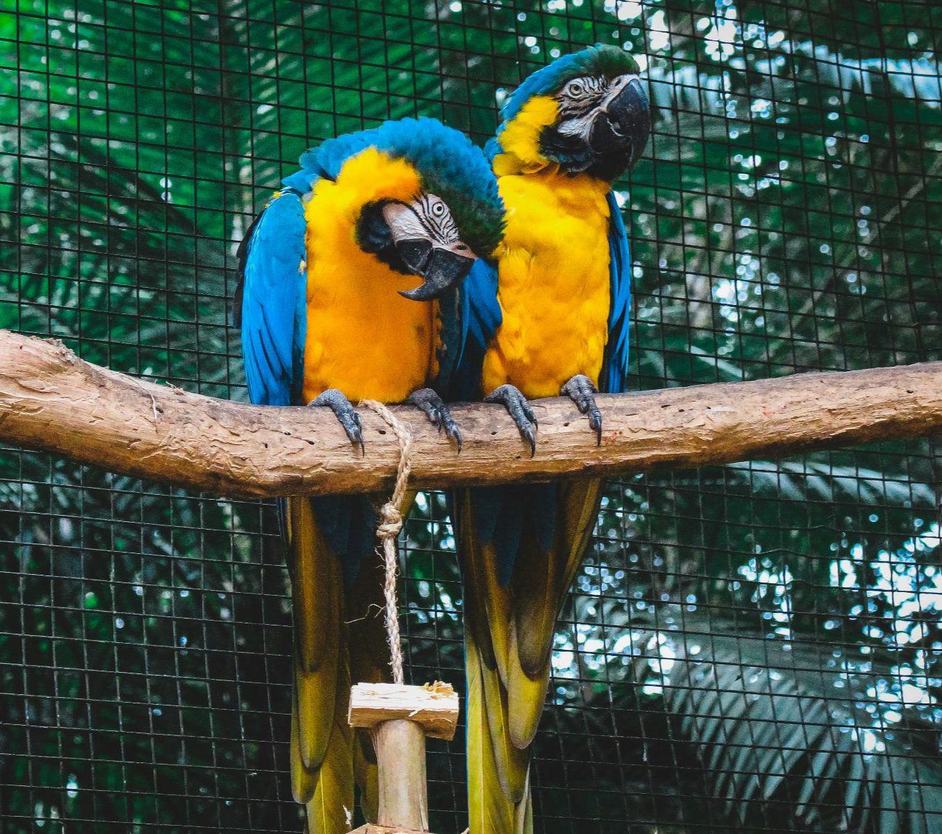 Rondreis Argentinië, Iguazu, excursie vogelpark Parque das Aves, twee ara's