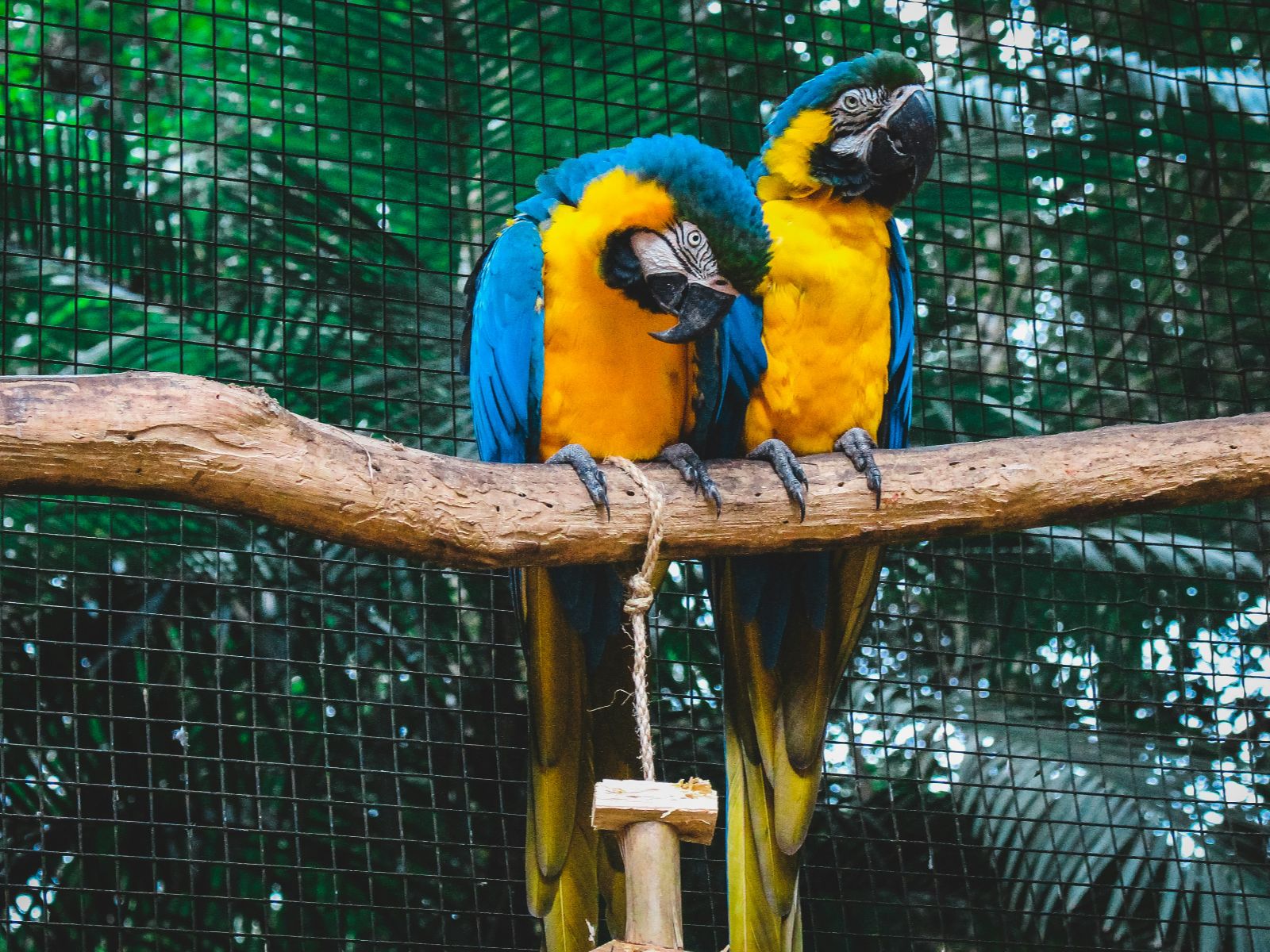 Rondreis Argentinië, Iguazu, excursie vogelpark Parque das Aves, twee ara's