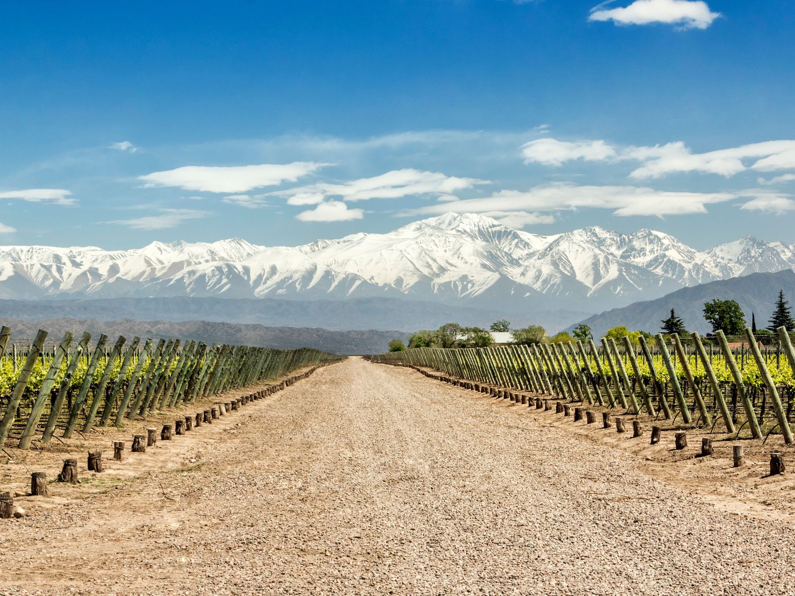 Rondreis Argentinië, Mendoza, excursie fietstocht door wijngaarden, rijen druivenranken