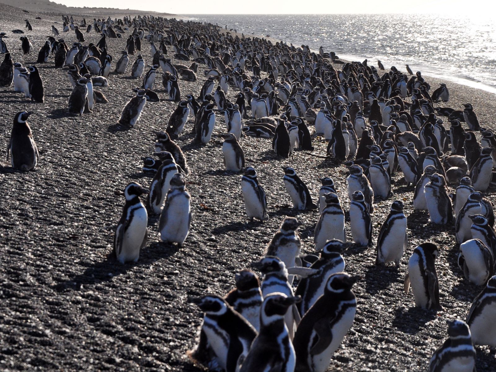 Rondreis Argentinië, Puerto Madryn, excursie pinguïns bij Peninsula Valdes, kolonie pinguïns