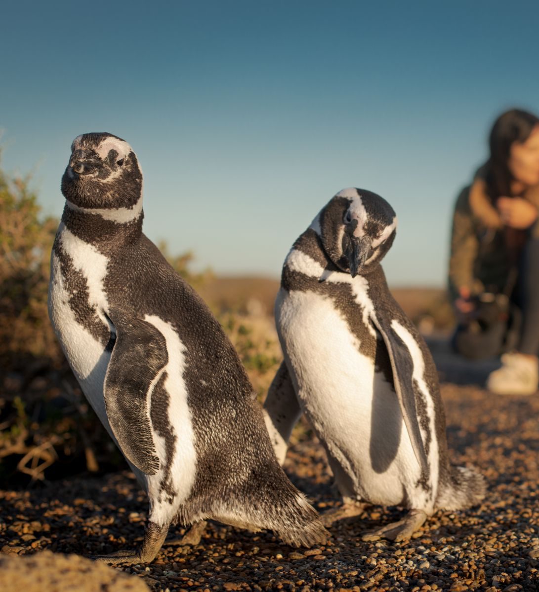 Rondreis Argentinië, Puerto Madryn, excursie pinguïns bij Peninsula Valdes, pinguïns