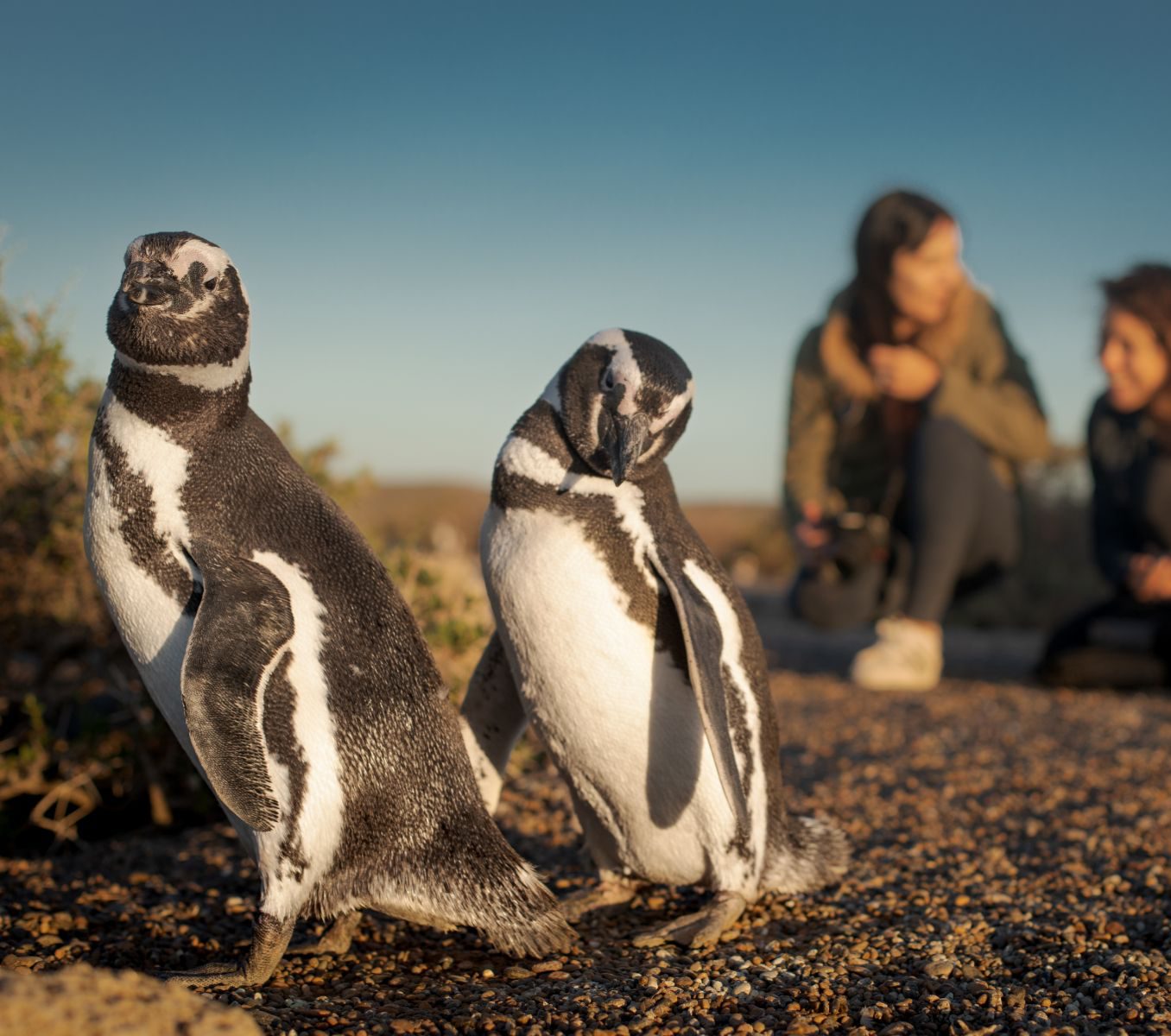 Rondreis Argentinië, Puerto Madryn, excursie pinguïns bij Peninsula Valdes, pinguïns