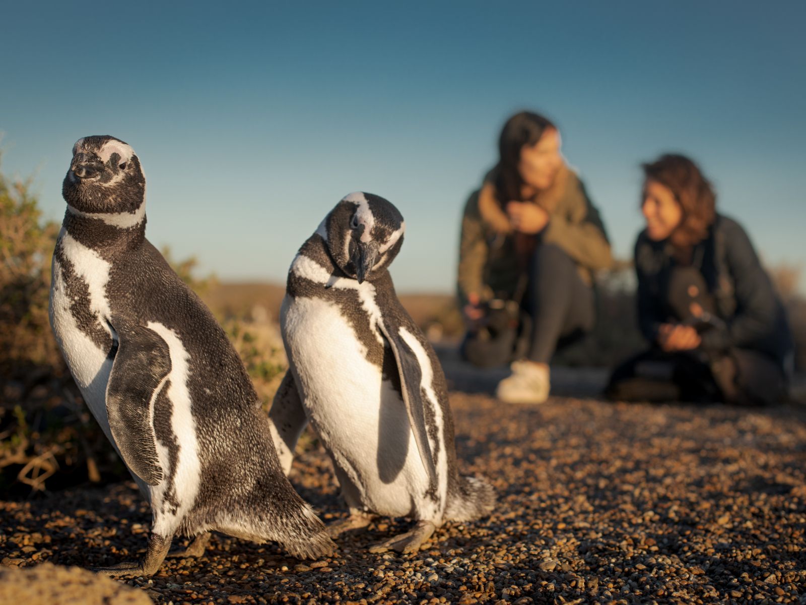 Rondreis Argentinië, Puerto Madryn, excursie pinguïns bij Peninsula Valdes, pinguïns