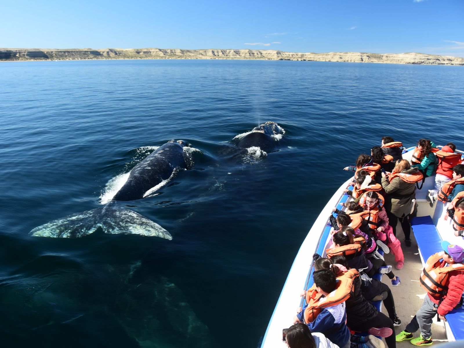 Rondreis Argentinië, Puerto Madryn, excursie pinguïns bij Peninsula Valdes, walvissen vanuitboot