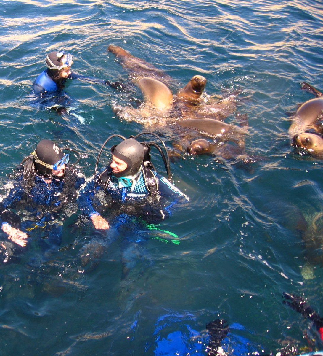 Rondreis Argentinië, Puerto Madryn, excursie snorkelen met zeeleeuwen bij Valdes, mensen en zeeleeuwen in het water