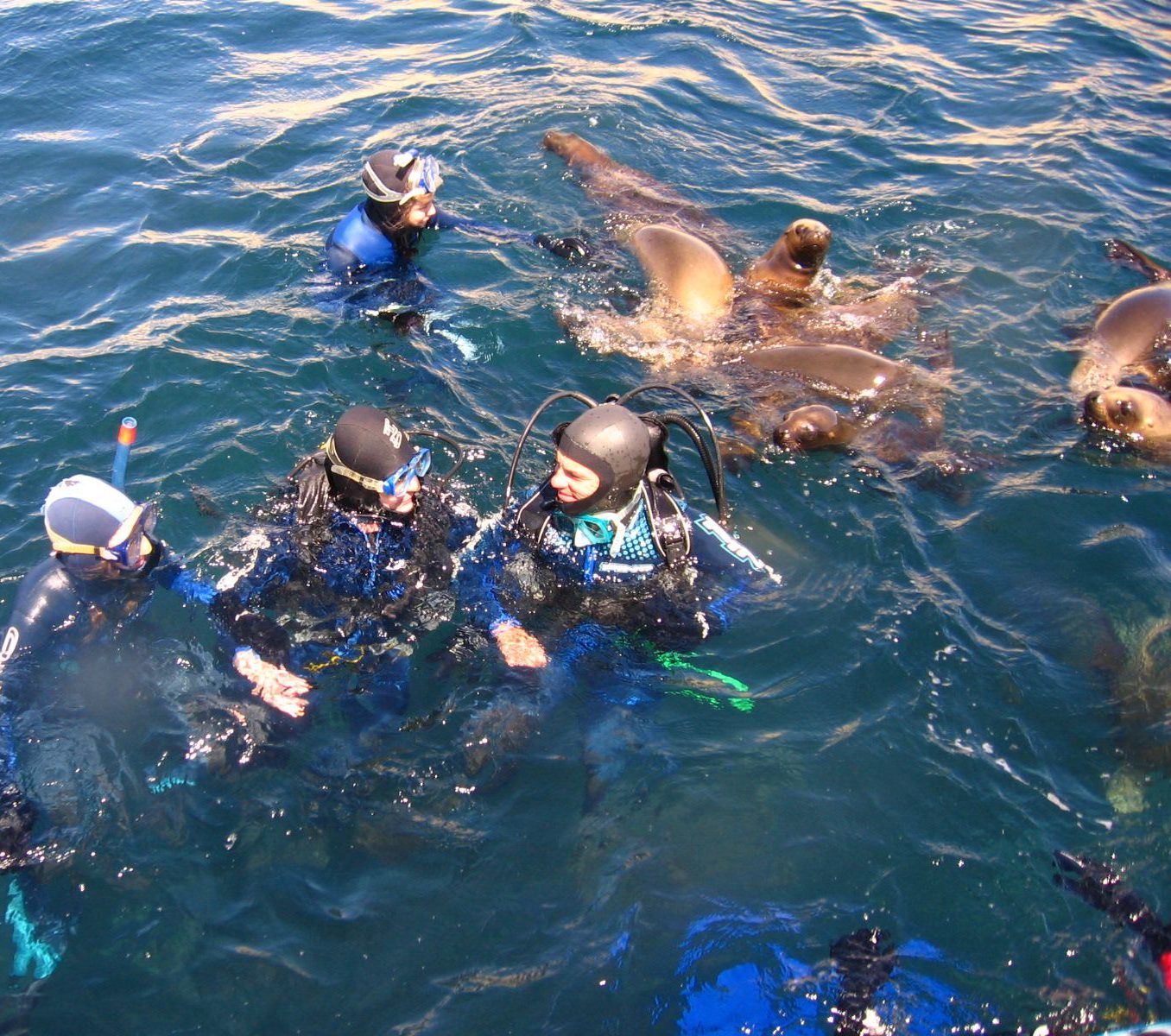 Rondreis Argentinië, Puerto Madryn, excursie snorkelen met zeeleeuwen bij Valdes, mensen en zeeleeuwen in het water
