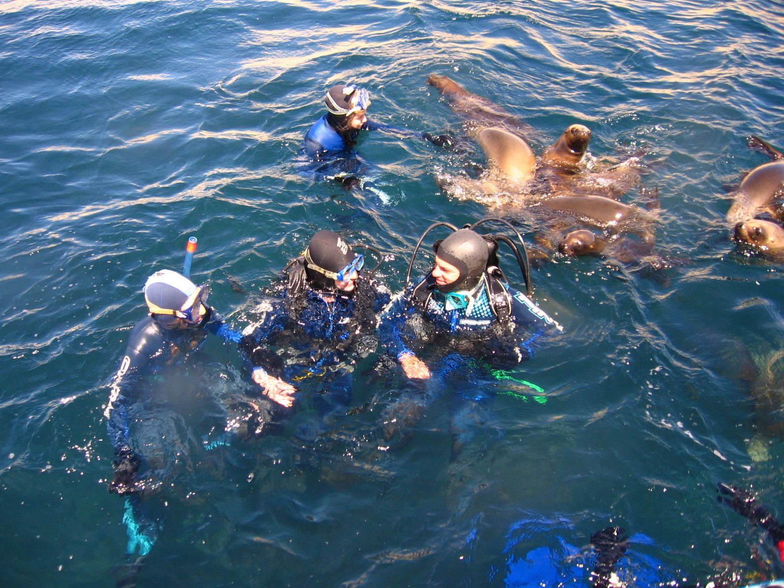 Rondreis Argentinië, Puerto Madryn, excursie snorkelen met zeeleeuwen bij Valdes, mensen en zeeleeuwen in het water