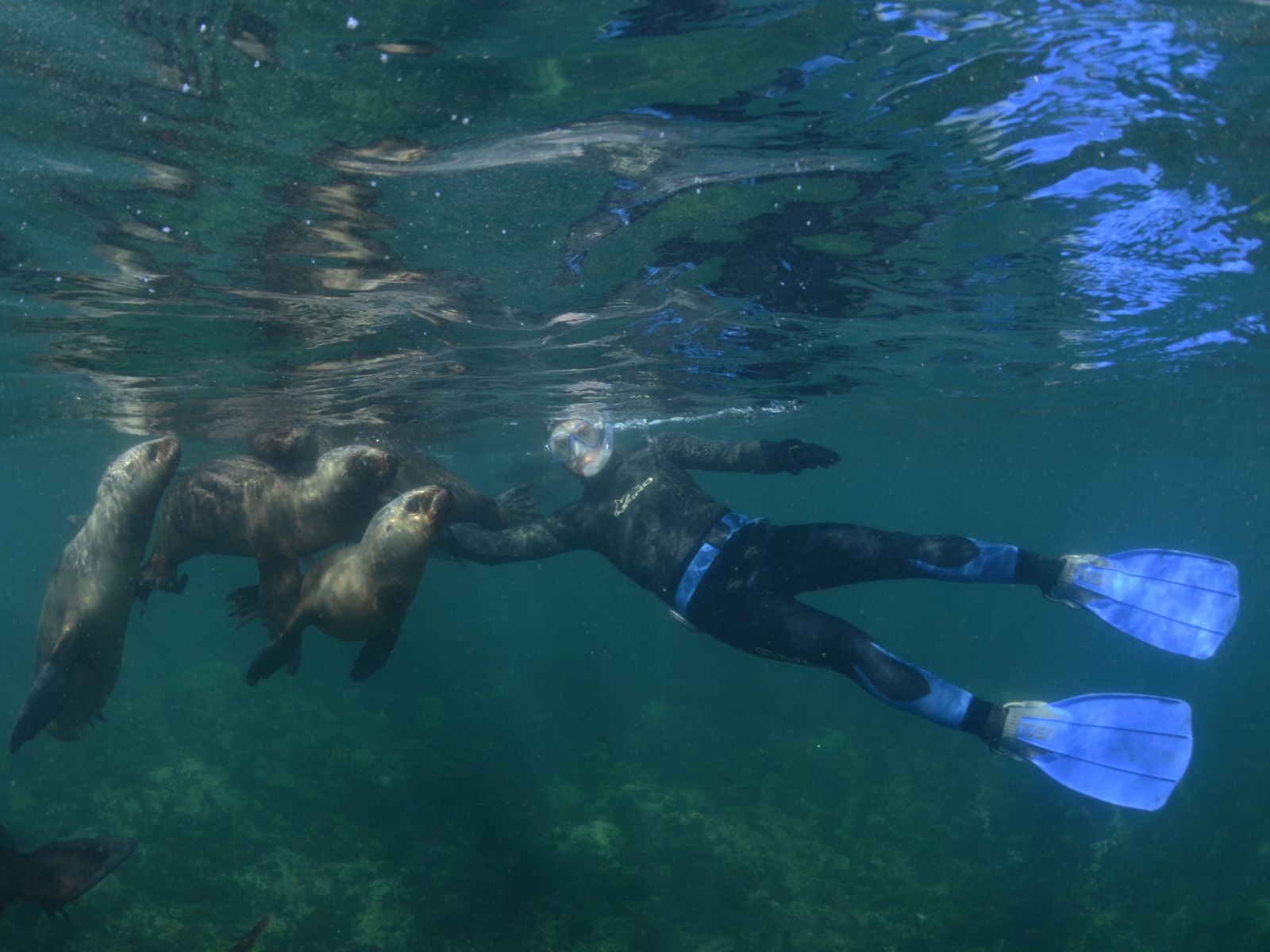 Rondreis Argentinië, Puerto Madryn, excursie snorkelen met zeeleeuwen bij Valdes, snorkelen met zeeleeuwen