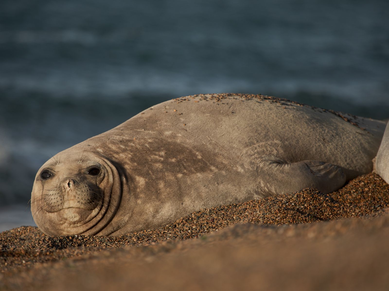 Rondreis Argentinië, Puerto Madryn, excursie snorkelen met zeeleeuwen bij Valdes, zeeleeuw