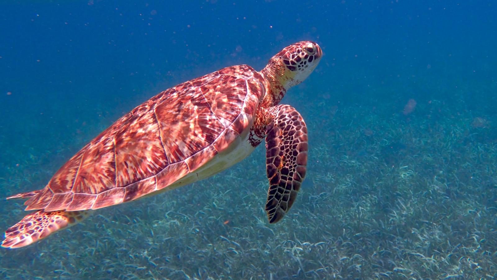 Rondreis Belize, Caye Caulker, rode schildpad in zee