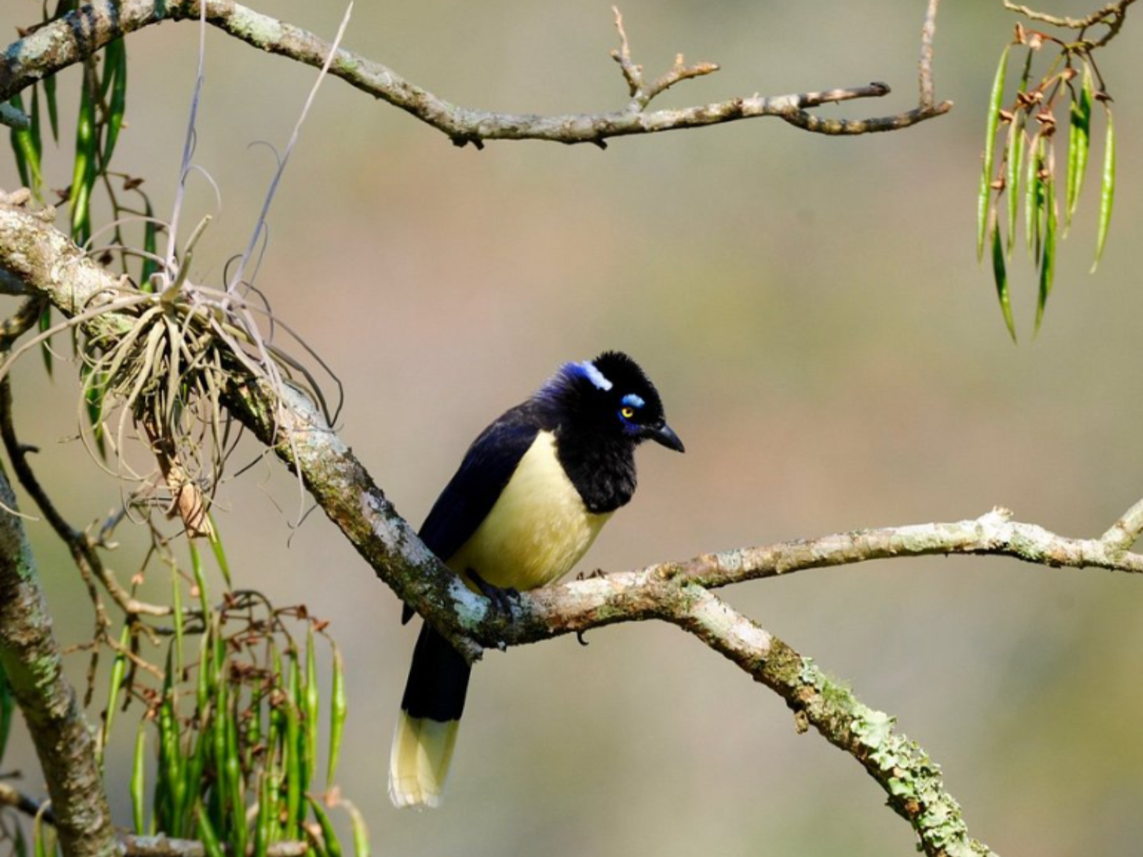 Rondreis Bolivia, Samaipata, excursie hike Amboro National Park, vogel op tak