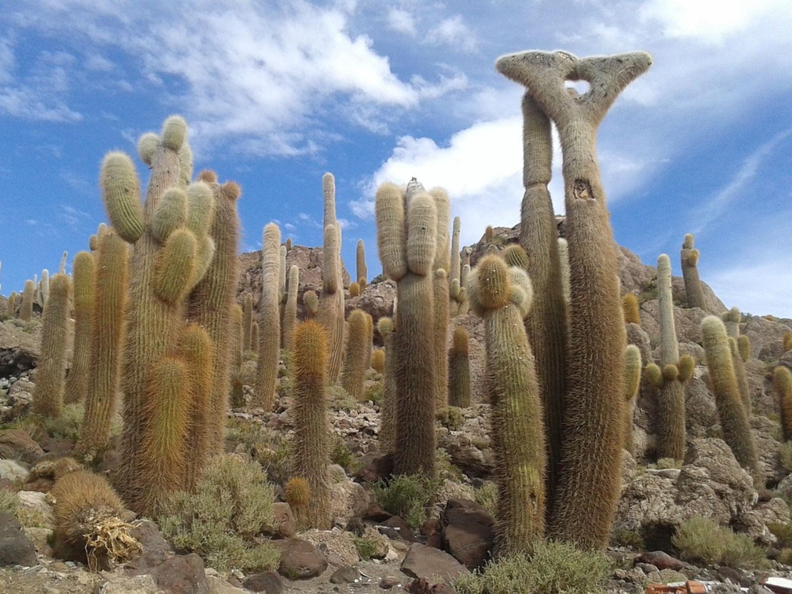 Rondreis Bolivia, Uyuni, excursie bliksembezoek aan de zoutvlaktes, Incahuasi Island