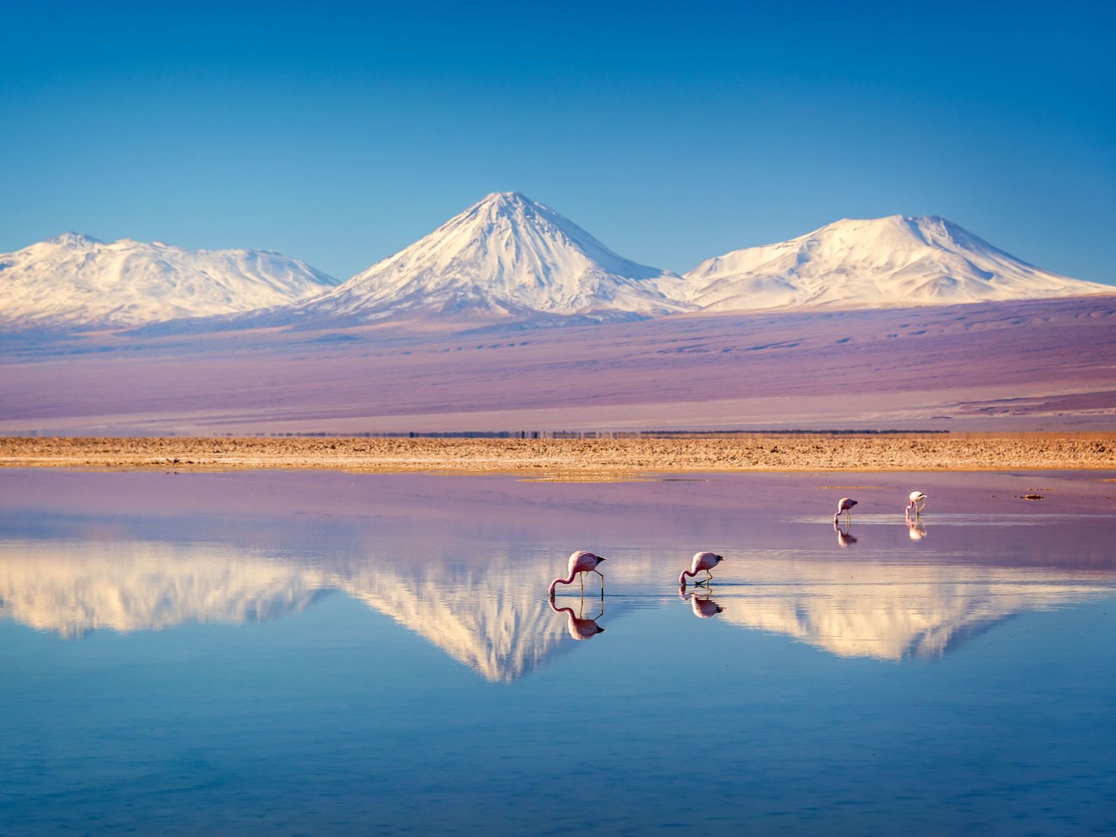 Rondreis Chili, San Pedro de Atacama, excursie Lagunas Altiplanicas, de zoutvlakte van Atacama, flamingo's en bergen met blauwe lucht