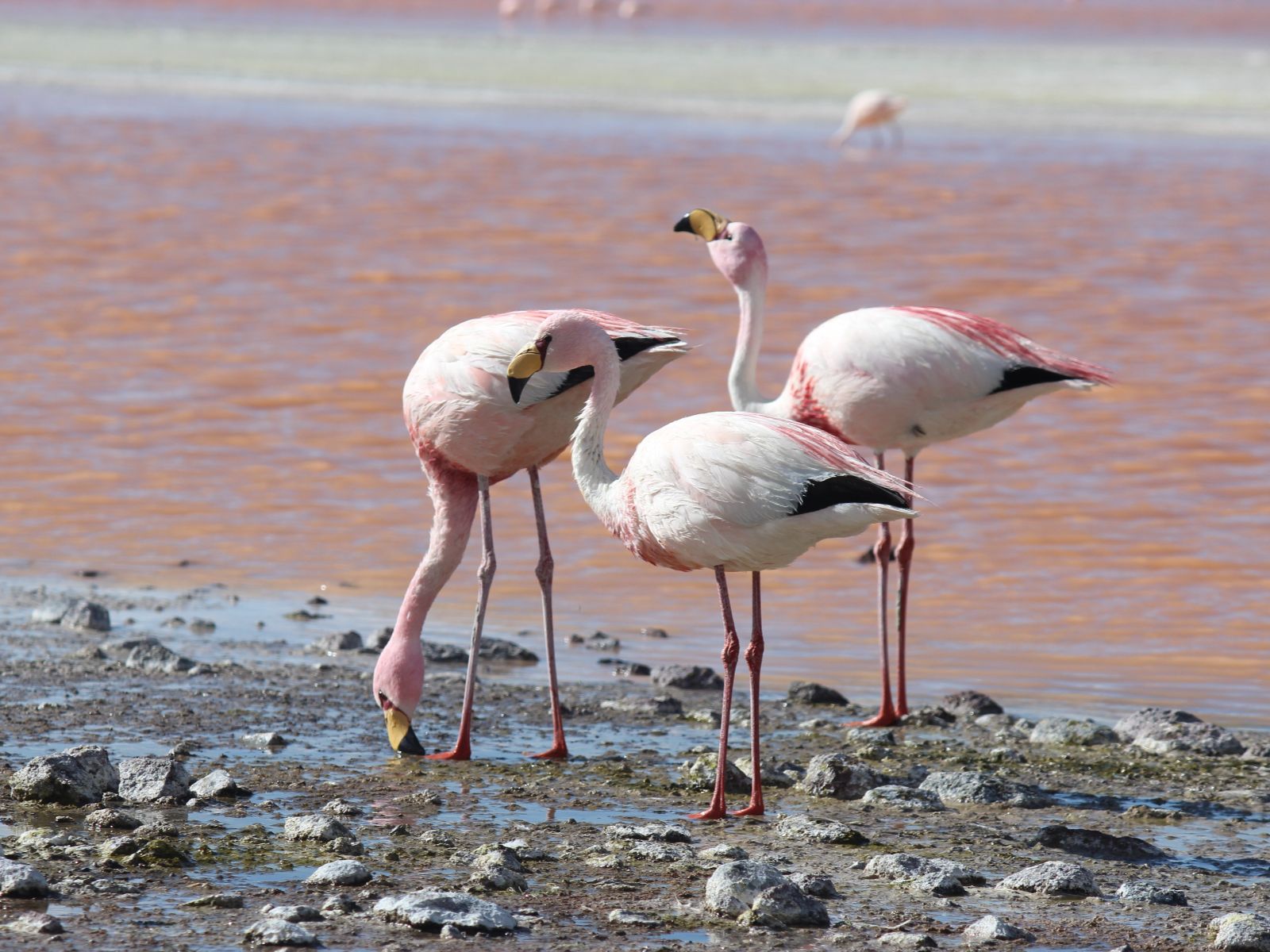 Rondreis Chili, San Pedro de Atacama, excursie Lagunas Altiplanicas zoutvlakte Atacama, flamingo's