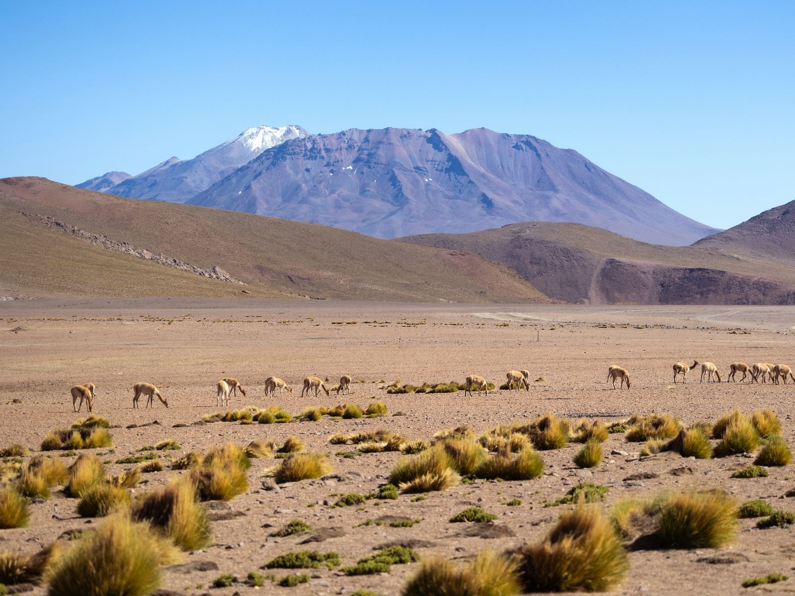 Rondreis Chili, San Pedro de Atacama, excursie Lagunas Altiplanicas zoutvlakte Atacama, lama's