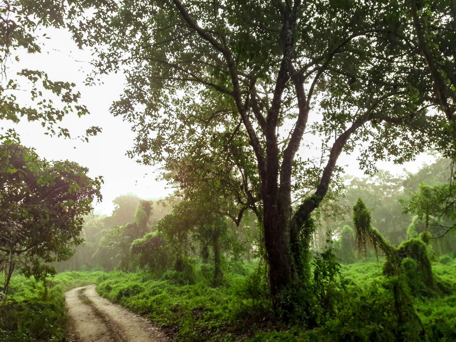 Rondreis Nepal, Chitwan National Park, Chitwan National Park Bomen bij schemering