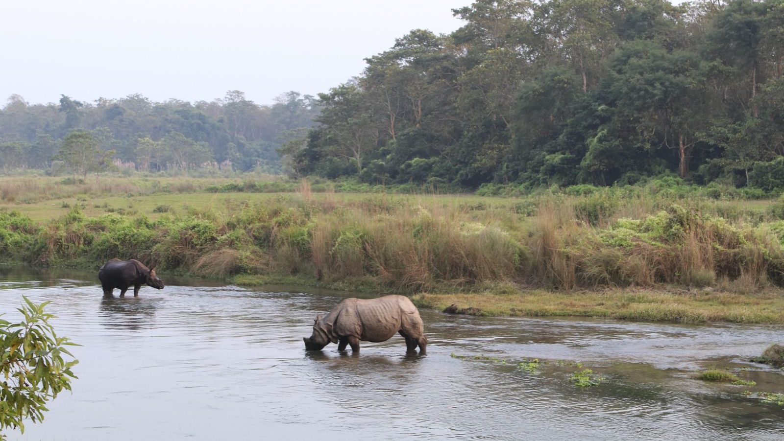 Rondreis Nepal, Chitwan National Park, Chitwan National Park, neushoorns in rivier
