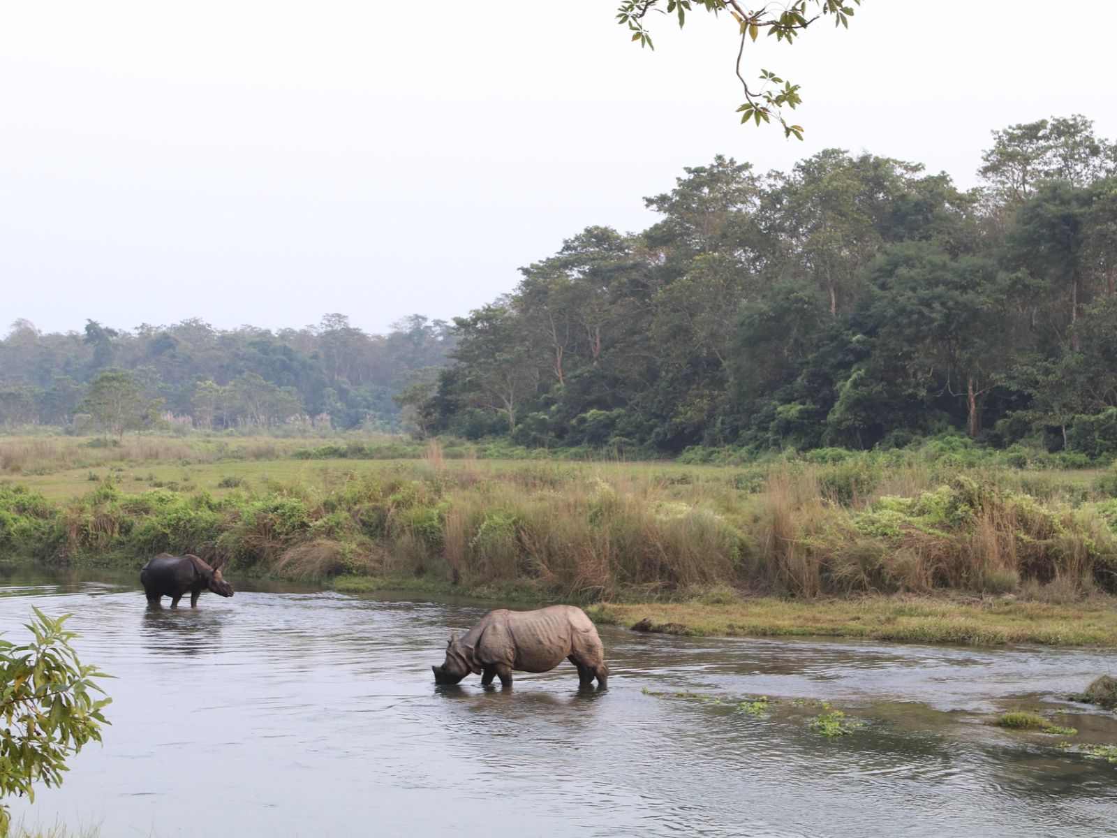 Rondreis Nepal, Chitwan National Park, Chitwan National Park, neushoorns in rivier