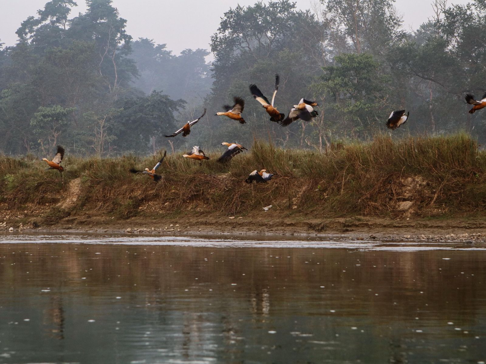 Rondreis Nepal, Chitwan National Park, Chitwan National Park, rivier met vogels