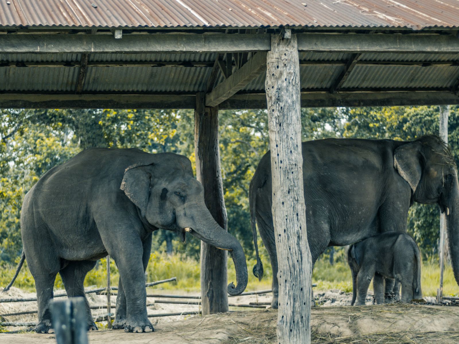 Rondreis Nepal, Chitwan National Park, Kudde Olifanten in een stoel in Chitwan National Park