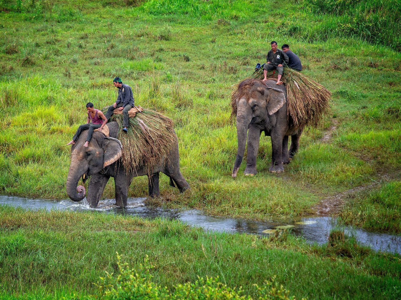 Rondreis Nepal, Chitwan National Park, olifanten steken rivier over