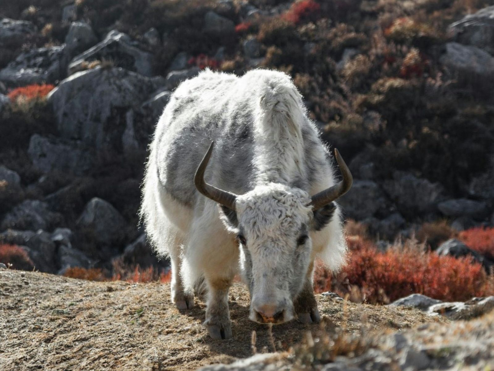 Rondreis Nepal, Langtang Regio, Koe in de Langtang Regio die gras aan het eten is