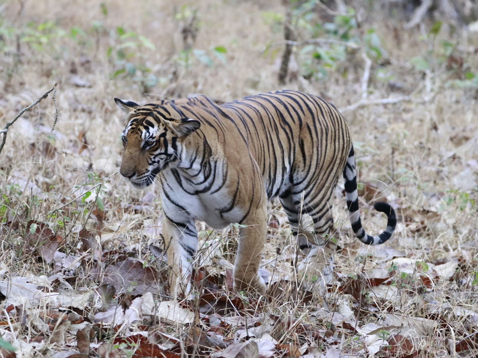 Rondreis Nepal, National Park, National Park, Bengaalse Tijger