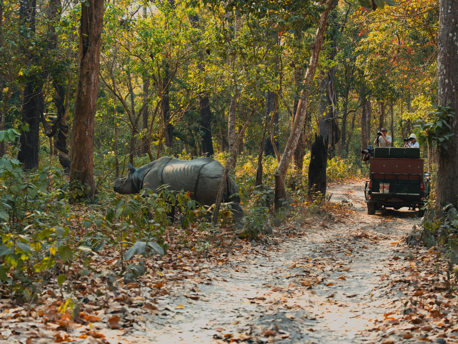 Rondreis Nepal, National Park, National Park, Neushoorn