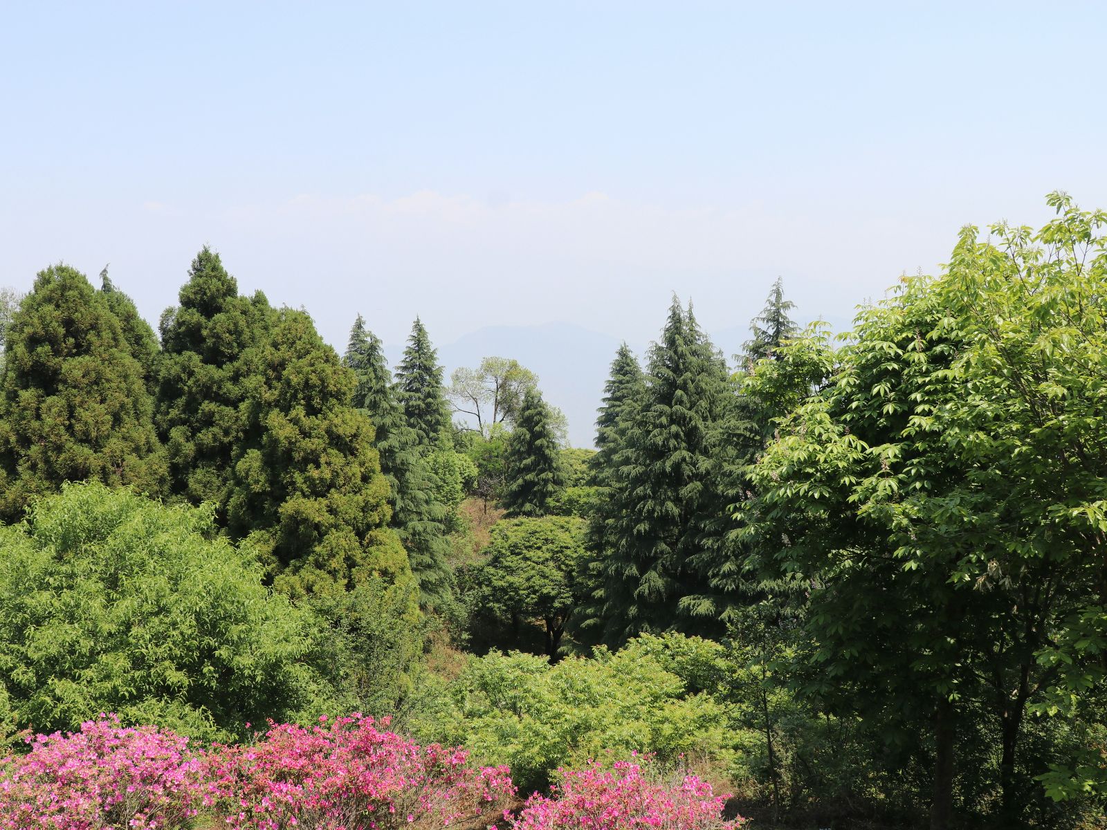 Rondreis Nepal, Shivapure National Park, Bomen en struiken met roze bloemen