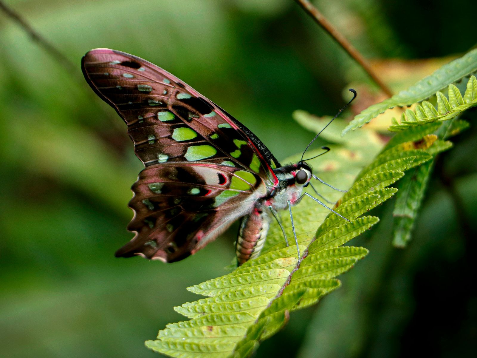 Rondreis Nepal, Shivapure National Park, Vlinder