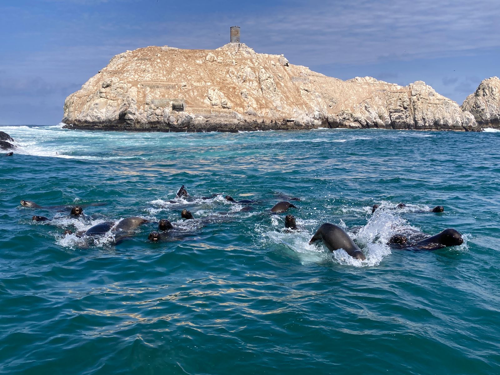 Rondreis Peru, Lima, Palomino eiland, Zwemmen met zeeleeuwen, zeeleeuwen in water