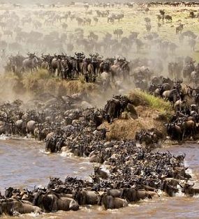 Tanzania-migratie-in-Serengeti-aspect-ratio-382-420