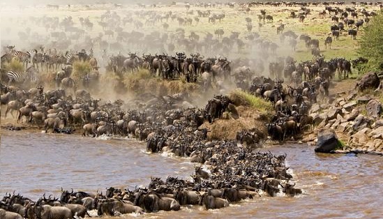 Tanzania, migratie in de Serengeti