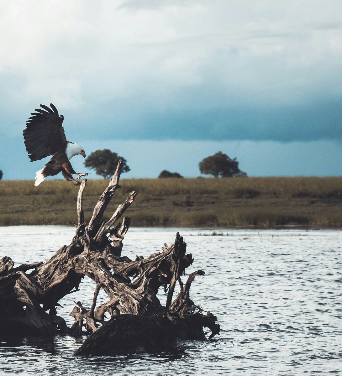 Rondreis Botswana, Kasana, excursie Chobe River Sunset Cruise, vogel op boomstronk in rivier