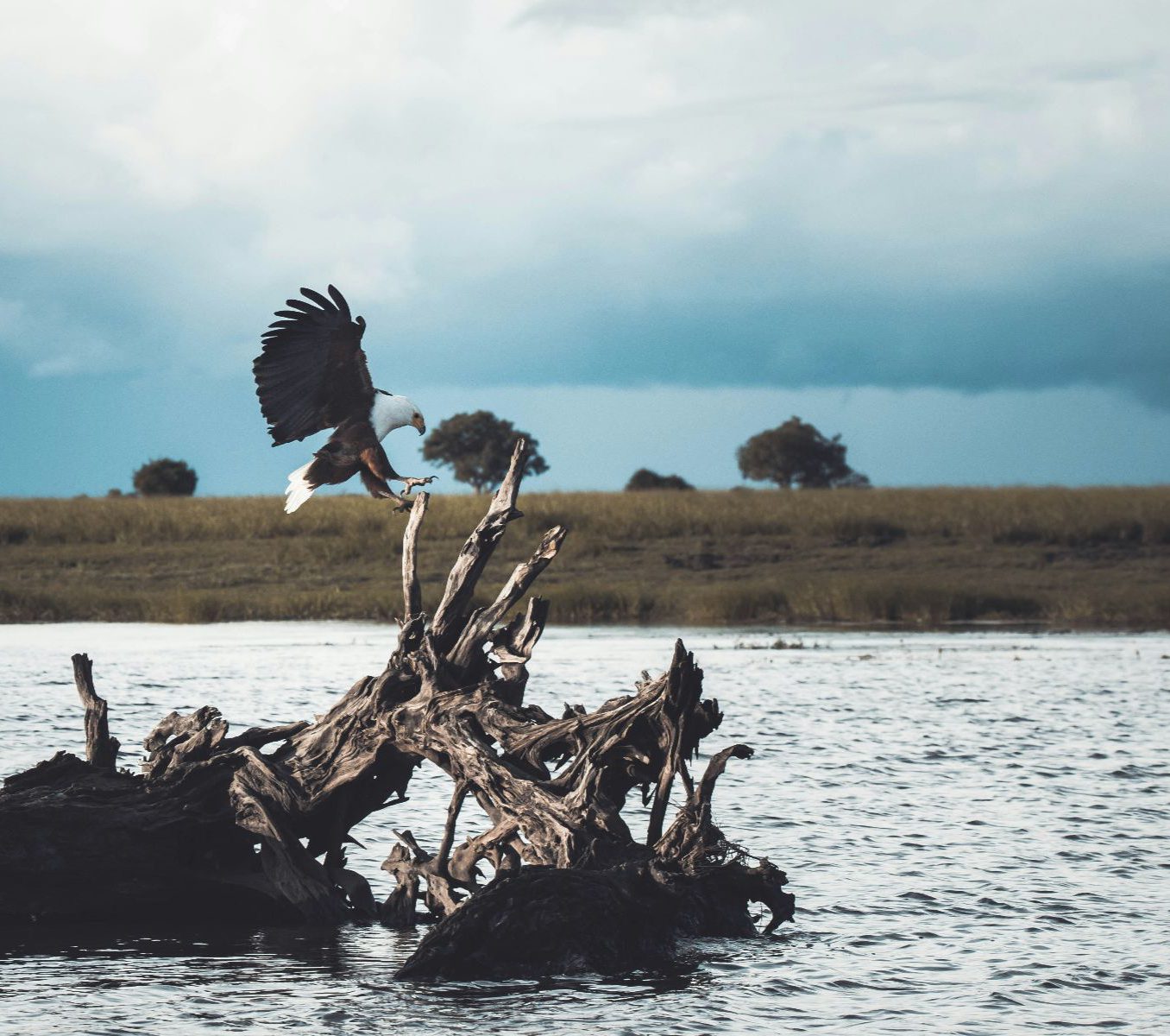 Rondreis Botswana, Kasana, excursie Chobe River Sunset Cruise, vogel op boomstronk in rivier