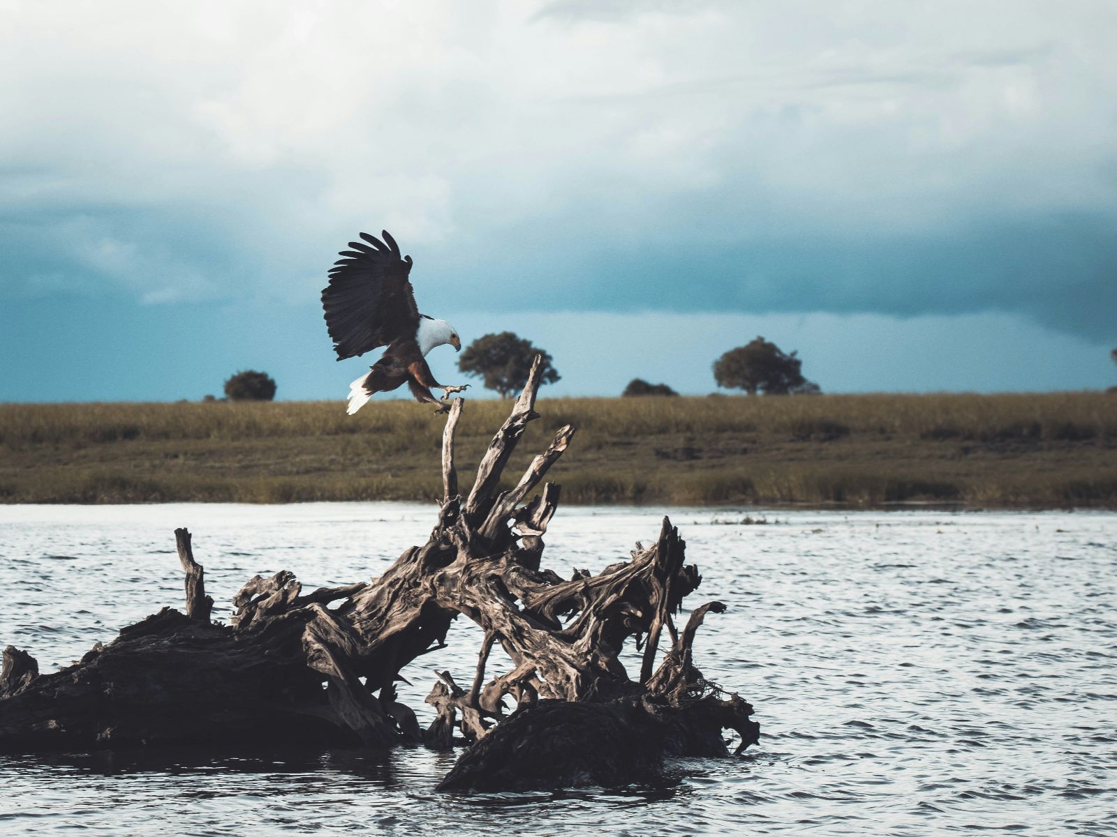 Rondreis Botswana, Kasana, excursie Chobe River Sunset Cruise, vogel op boomstronk in rivier