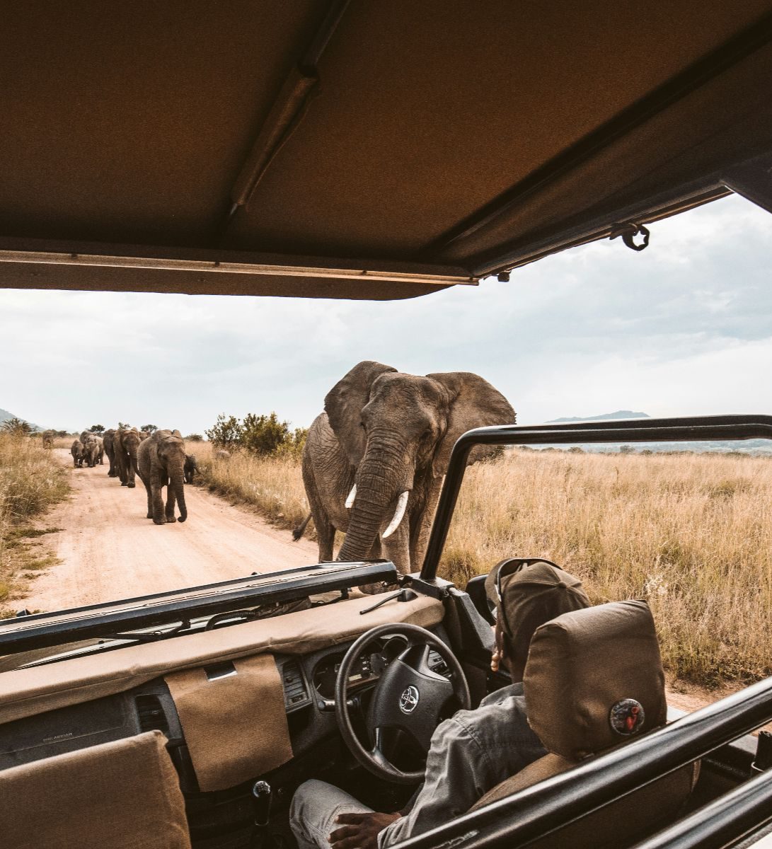 Rondreis-Botswana-Kasane-excursie-Game-Drive-kudde-olifanten