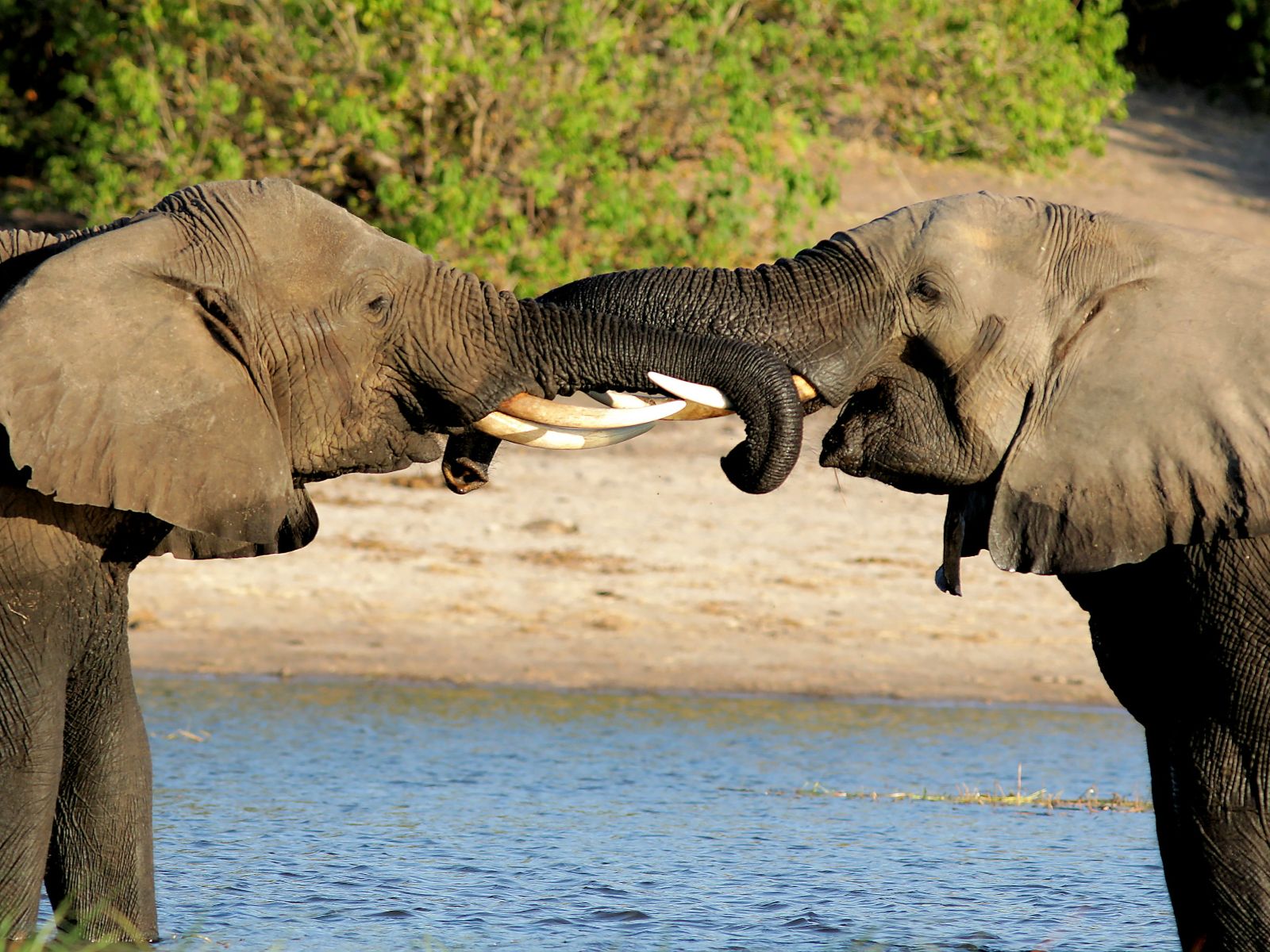 Rondreis Botswana, Kasane, excursie Game Drive, twee olifanten