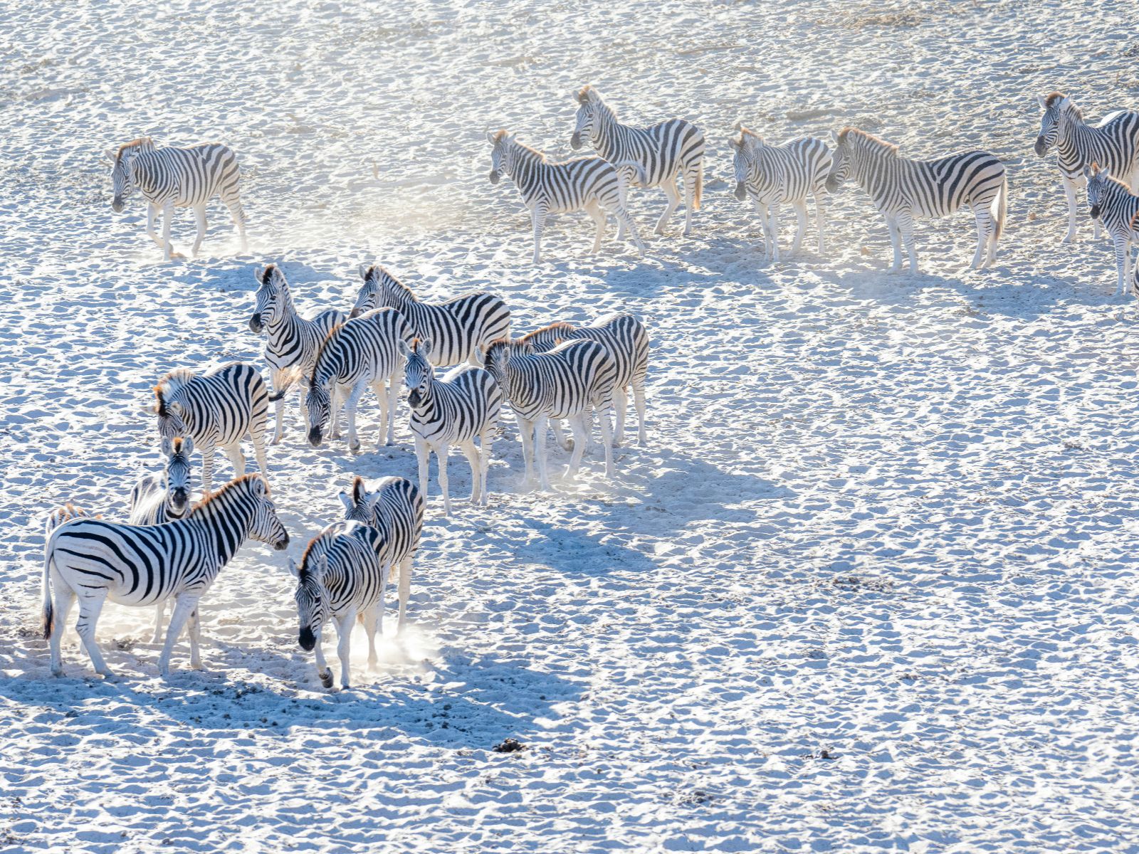 Rondreis Botswana, Makgadikgadi zoutpannen, zebra's op de zoutvlakte