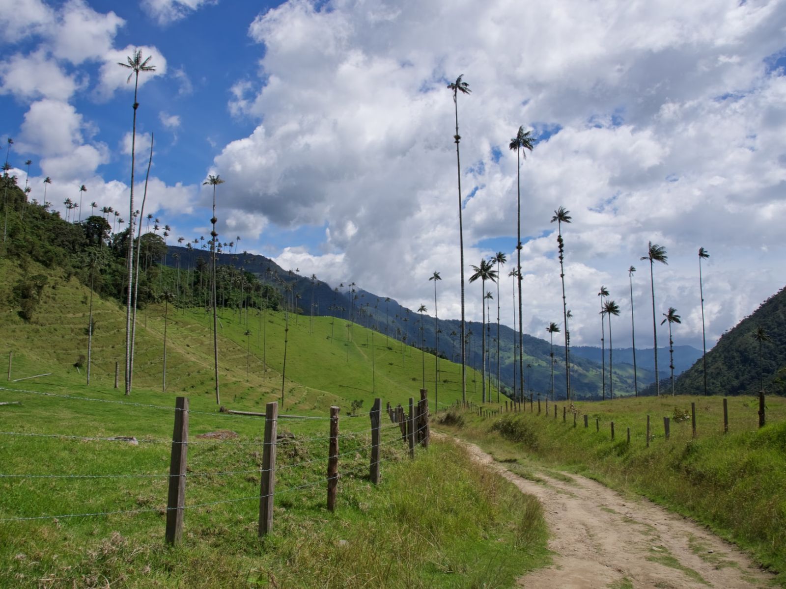 Rondreis Colombia, Armenia, excursie per jeep naar Valle de Cocora en Salento, pad door de waspalmen in Valle de Cocora