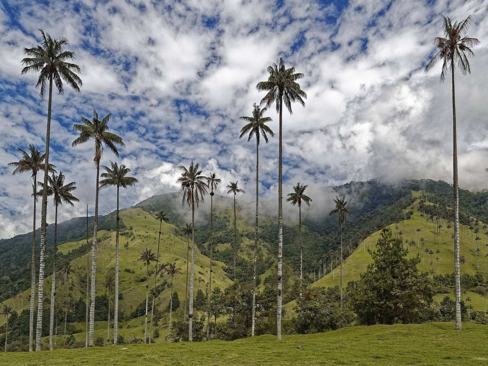 Rondreis Colombia, Armenia, excursie per jeep naar Valle de Cocora en Salento, waspalmen in Valle de Cocora