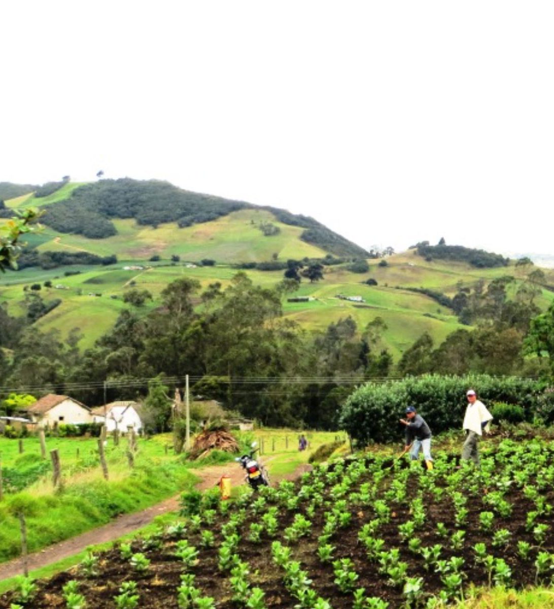 Rondreis-Colombia-Armenia-excursie-van-boon-tot-kopje-koffie-koffieplantage-aspect-ratio-382-420