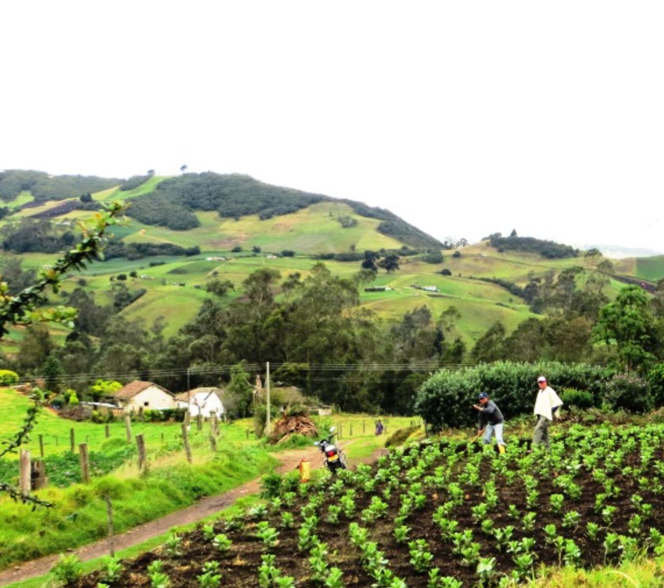 Rondreis Colombia, Armenia, excursie van boon tot kopje koffie, koffieplantage