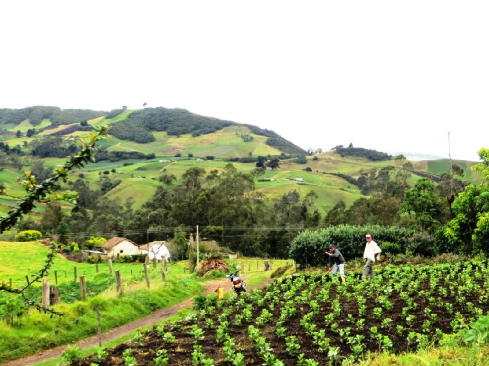 Rondreis Colombia, Armenia, excursie van boon tot kopje koffie, koffieplantage