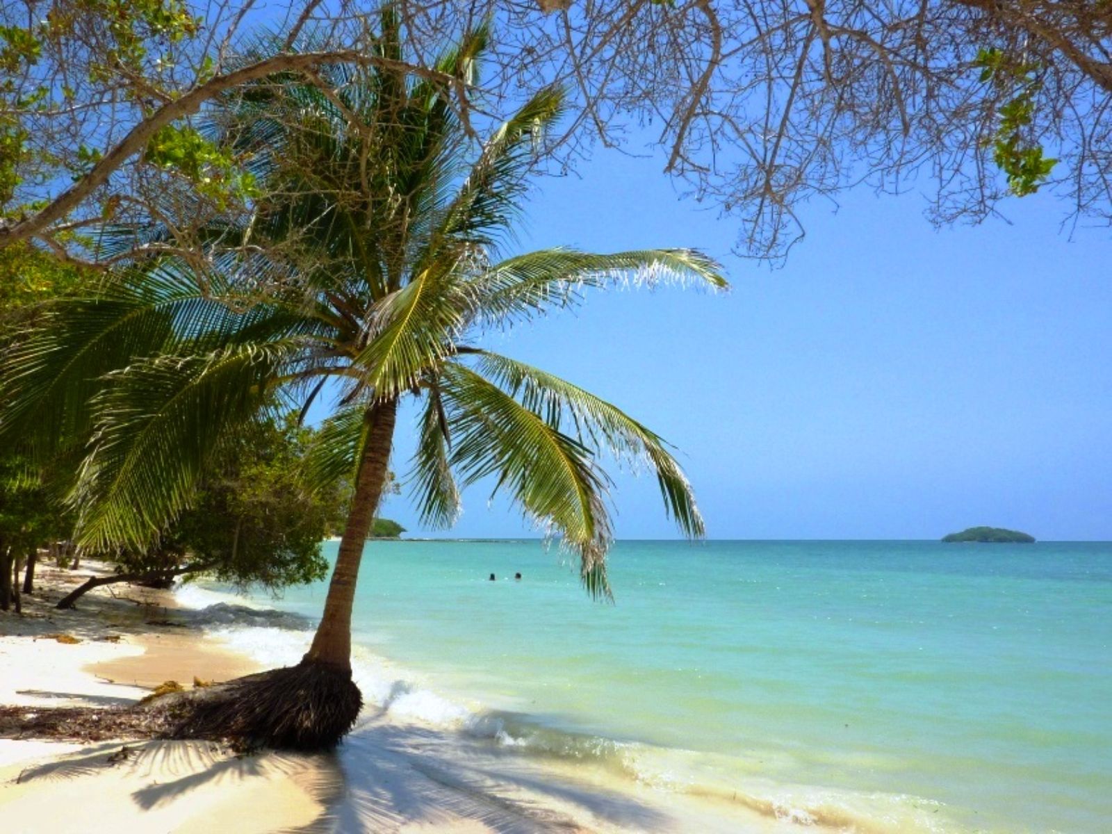 Rondreis Colombia, Cartagena, excursie caribisch stranddagje op Isla Barú, strand met palmboom