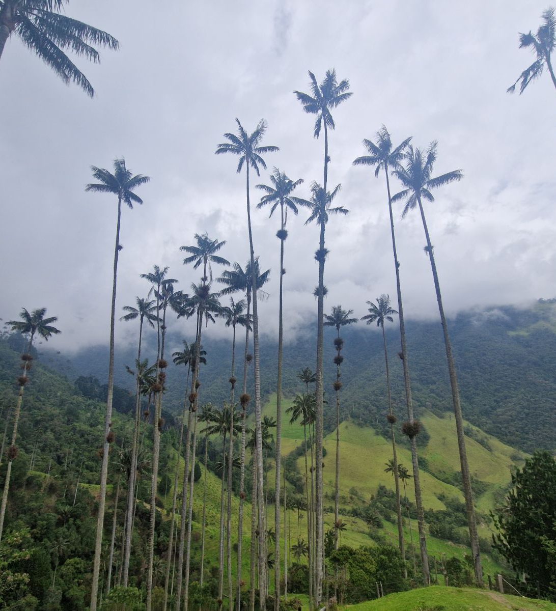 Rondreis Colombia, Salento, excursie hiken door Valle de Cocora en het Mistige Woud, waspalmen