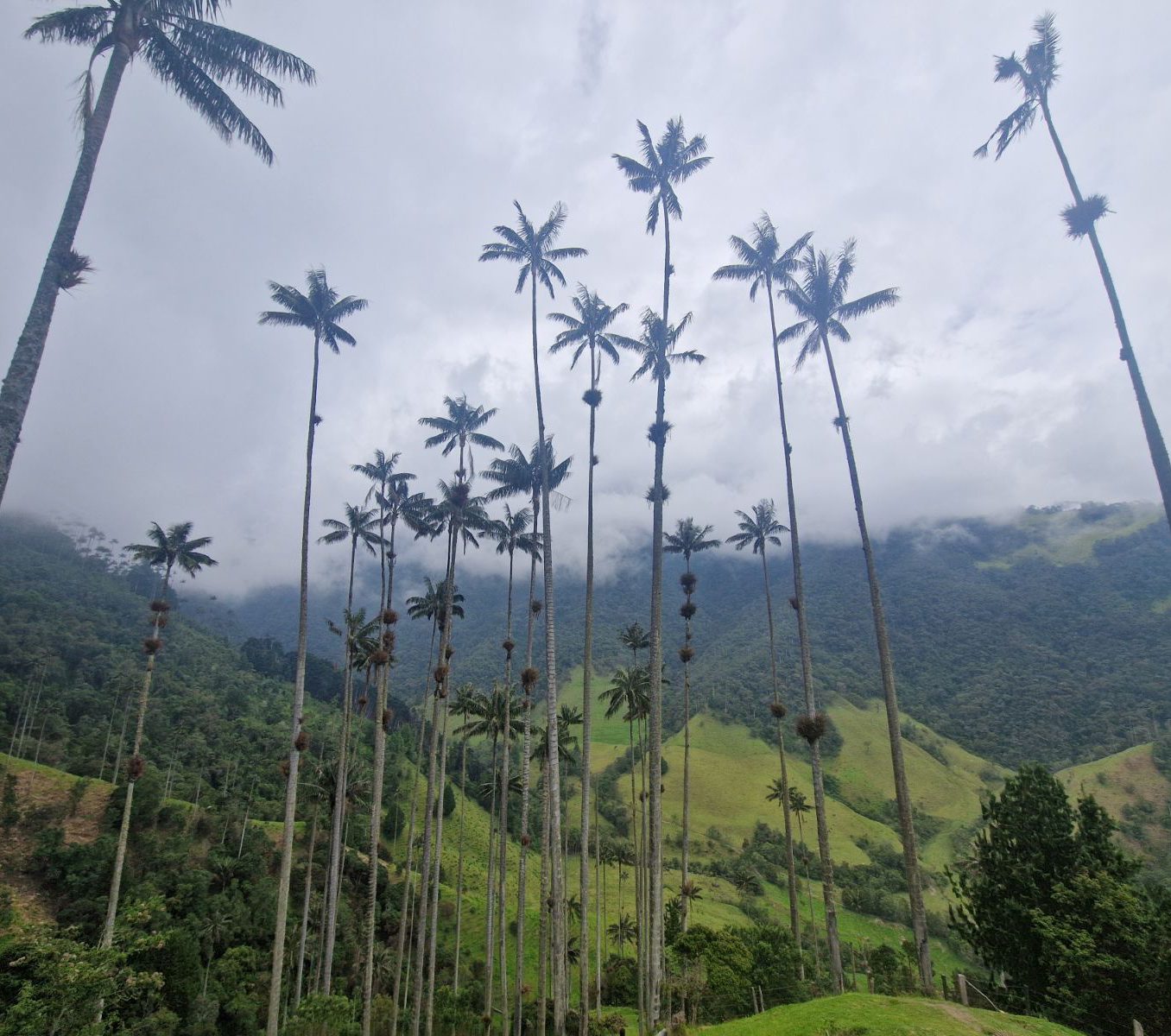 Rondreis Colombia, Salento, excursie hiken door Valle de Cocora en het Mistige Woud, waspalmen