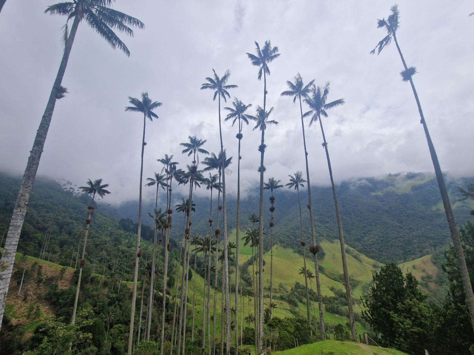 Rondreis Colombia, Salento, excursie hiken door Valle de Cocora en het Mistige Woud, waspalmen